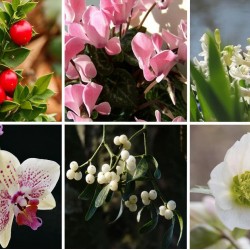 Різдвяні квіти: добірка 12 найкрасивіших різдвяних квітів!