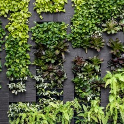 Стіна з рослин в інтер'єрі: 8 порад, яких потрібно дотримуватися, щоб втілити її в життя