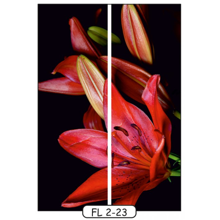  Фотопечать на 2 двери рис.FL-2-23 - Цветы - Феникс 